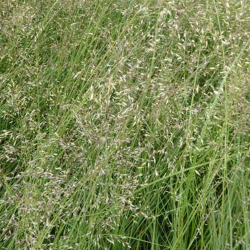 Sporobolus heterolepis - Sporobole à glumes inégales - Graminées