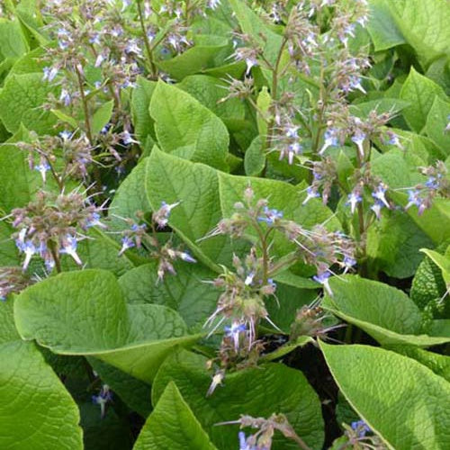Trachystemon orientalis - Trachystemon orientalis - Plantes vivaces