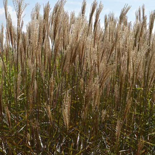 Miscanthus sinensis Dronning Ingrid - Eulalie Dronning Ingrid Roseau de Chine - Eulalie - Miscanthus