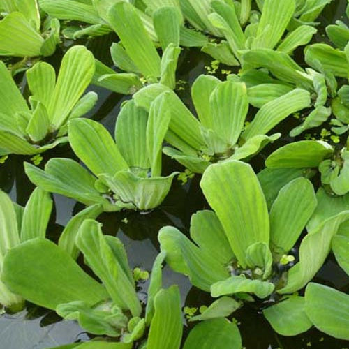 Laitue deau - Bakker