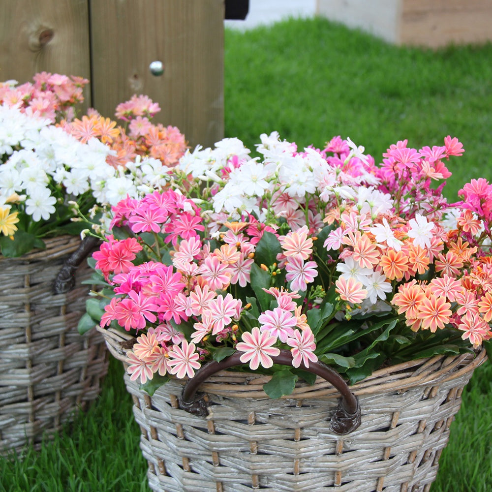 3 Lewisia Elise en mélange - Bakker