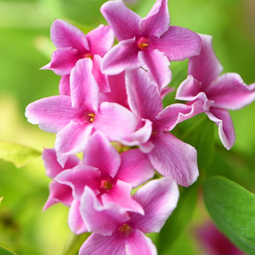 Jasmin étoilé - Trachelospermum - Jasmin Starry Summer Scent - Jasminum x stephanense Starry Summer Scent