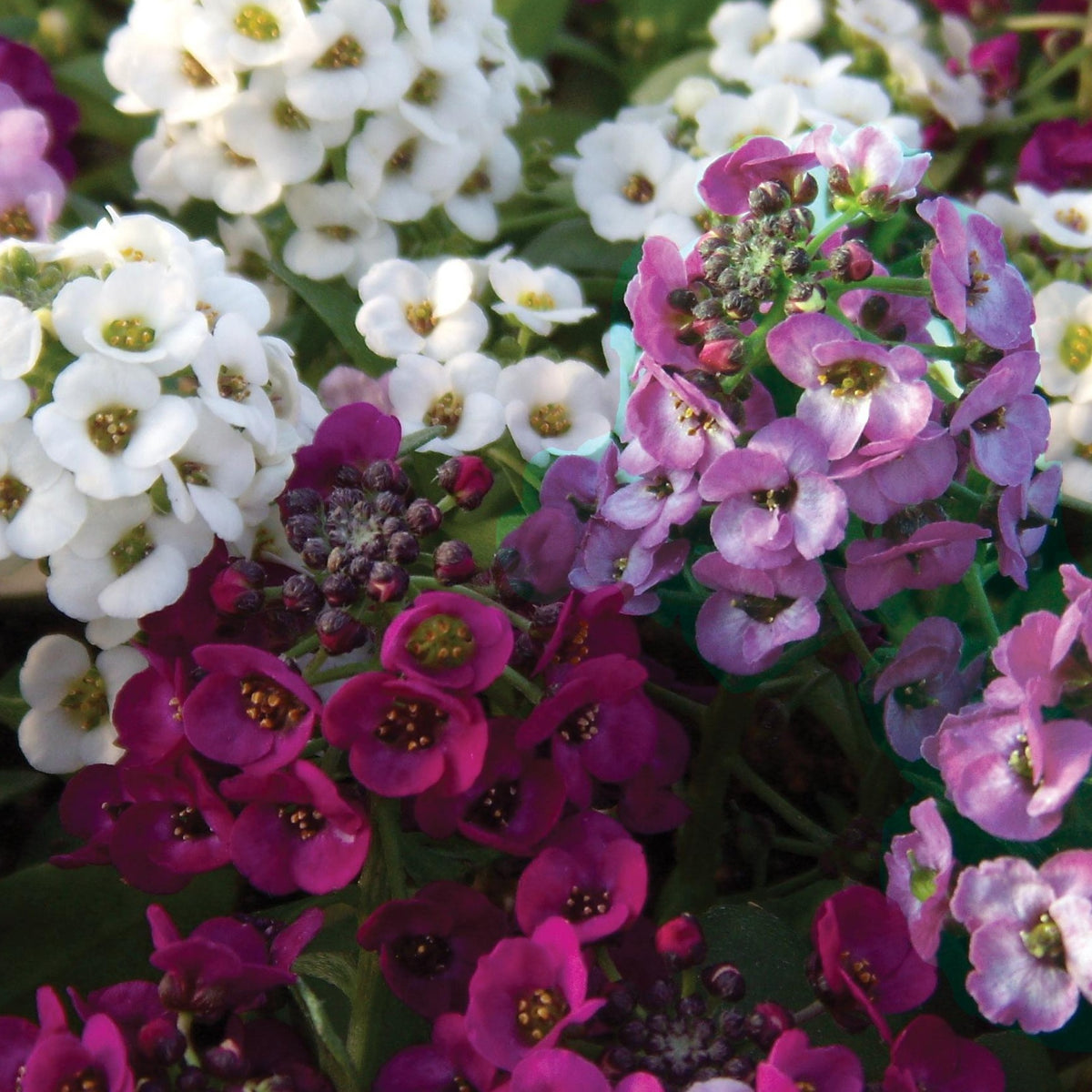 3 Alysses odorants retombants - Lobularia Easy Breezy Mix - Bakker