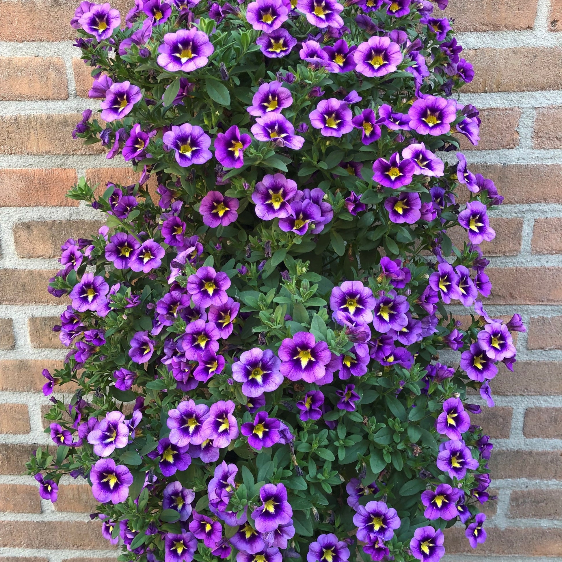 Calibrachoa Cabaret® Bumble Bee - 3 Mini-pétunias Bumble Bee - Petunia et Calibrachoa