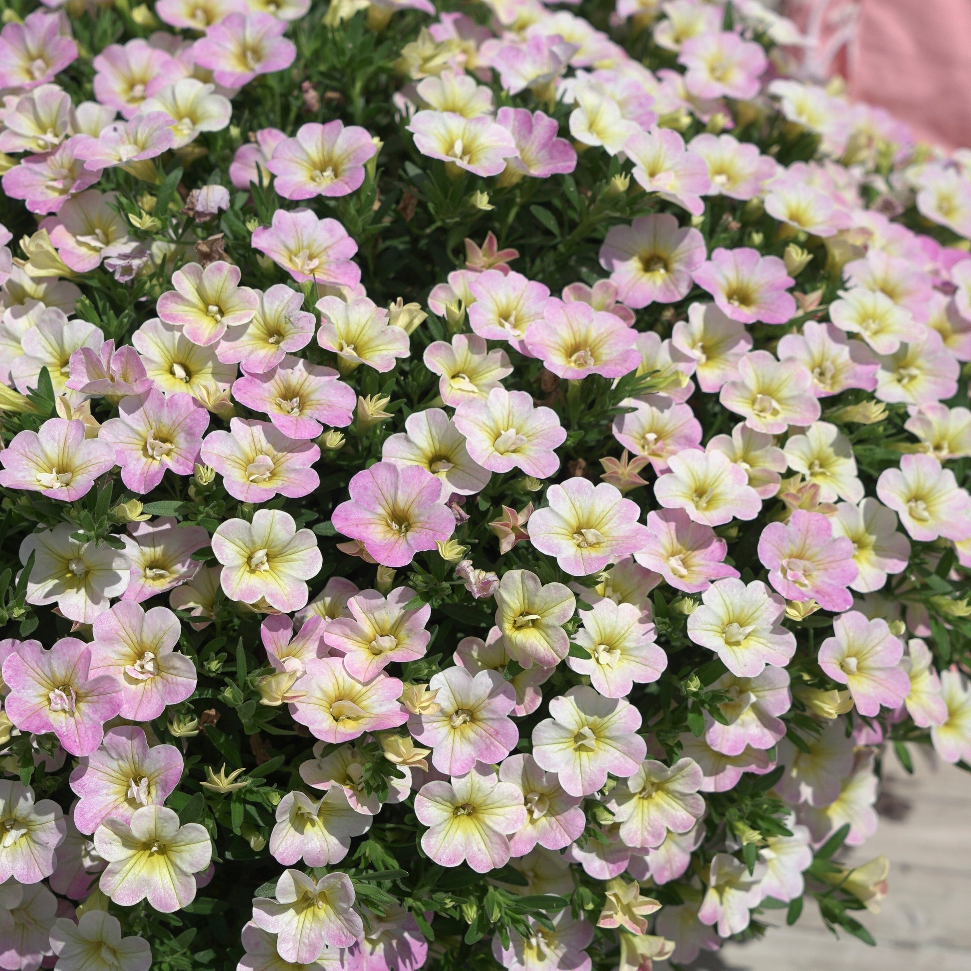 3 Mini-pétunias doubles pastel - Calibrachoa Fancy Francy - Bakker