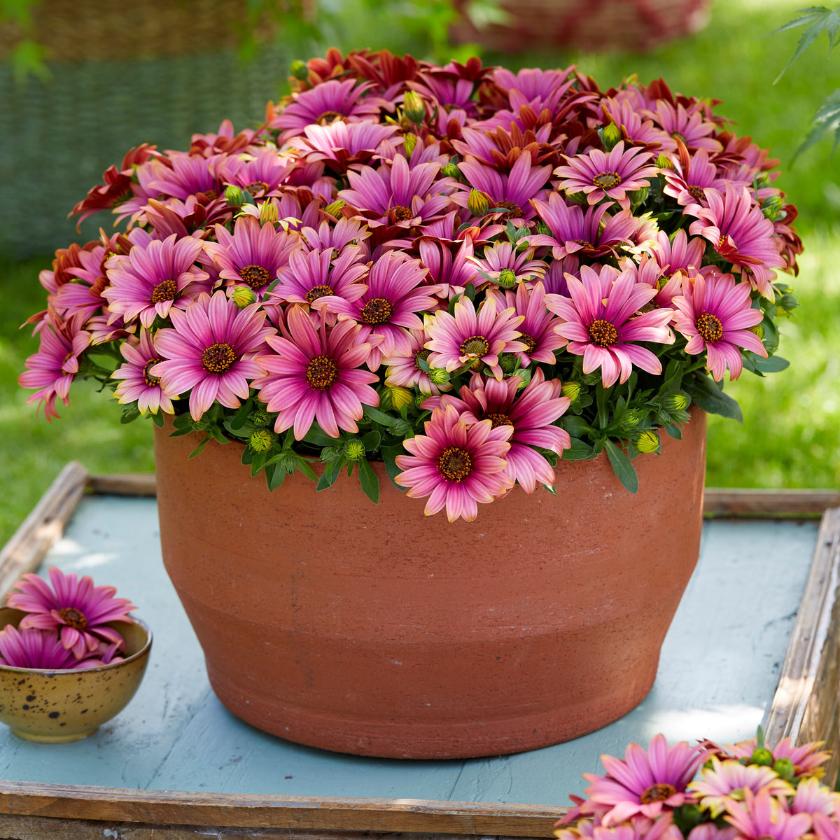 Marguerites du Cap bicolor (pourpre/blanc) - Osteospermum Havilah - Bakker
