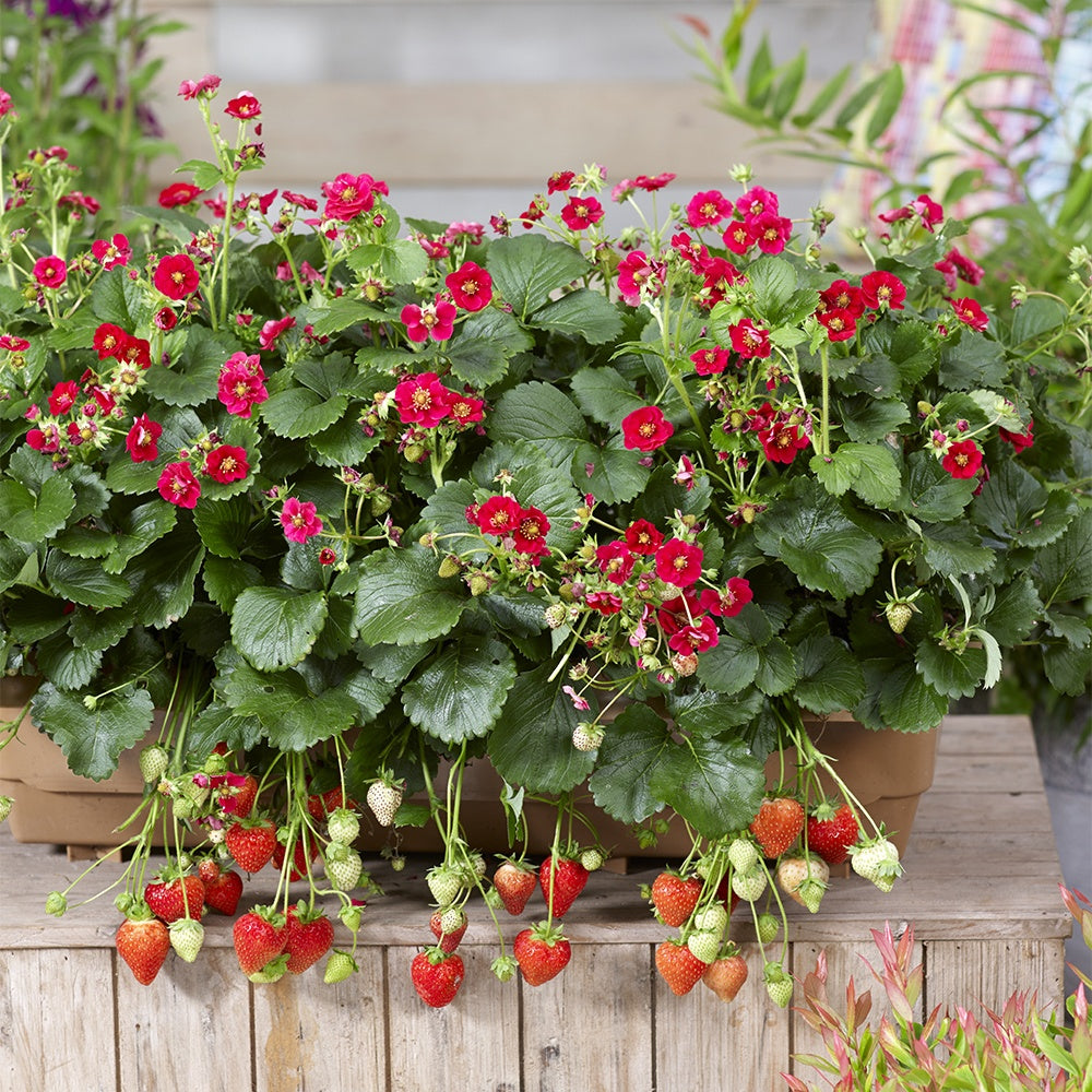 Fraisiers - 3 Fraisiers Summer Breeze - Fragaria summer breeze® rose