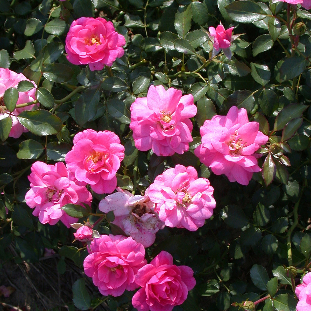 Rosa Mirato ® - Rosiers couvre-sol Mirato ® - Rosiers couvre-sol