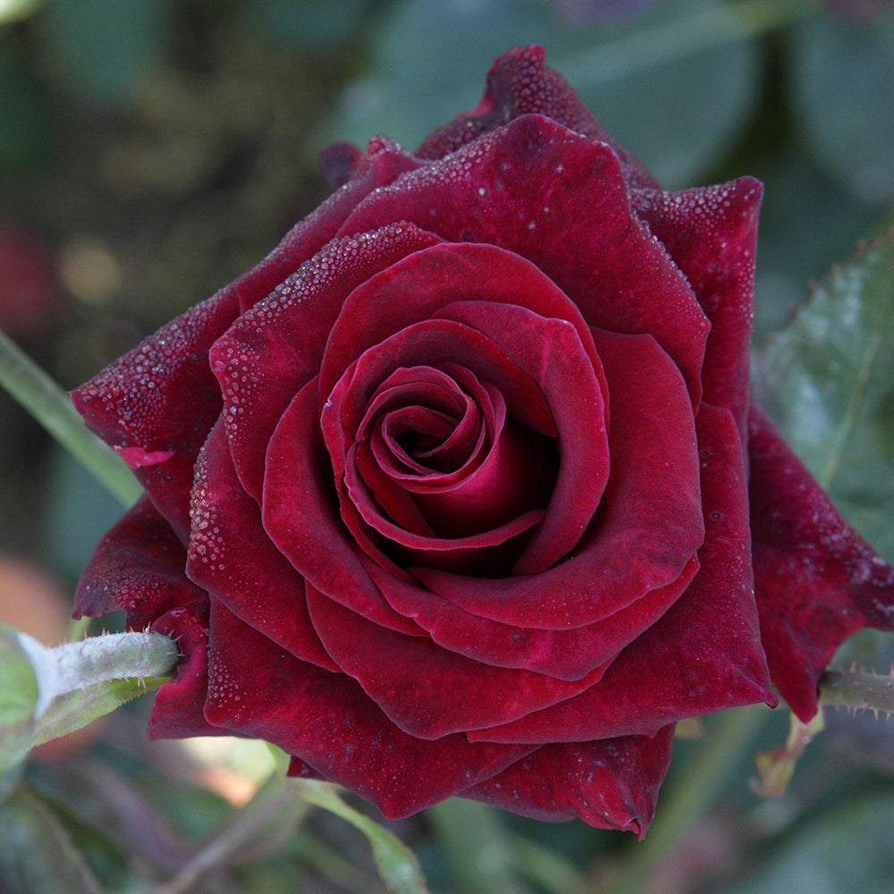 Rosa Black Baccara ® - Rosier buisson Black Baccara ® Meidebenne - Rosiers
