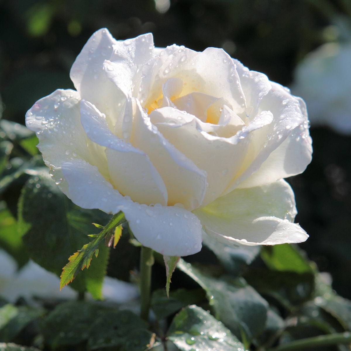 Collection de 5 Rosiers pour bouquets - Rosiers - Bakker