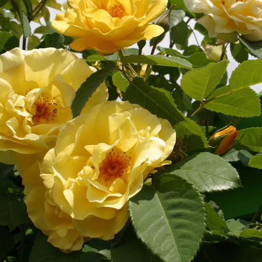Rosier grimpant Golden Gate® - Bakker