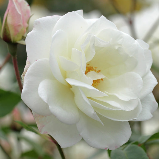Rosier grimpant Fée des Neiges Grimpant ® - Bakker