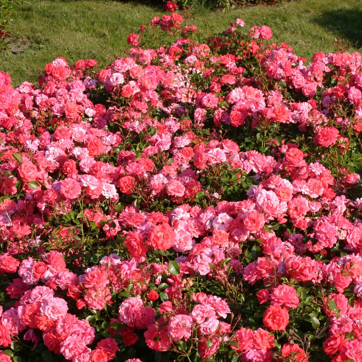 Rosier Bonapart ® - Bakker