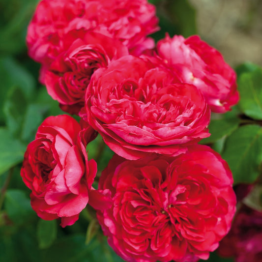 Rosier rouge Leonardo Da Vinci® - Bakker
