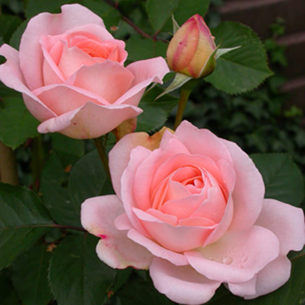 Rosa clair™renaissance ® - Rosier Clair™Renaissance ® - Rosiers à grandes fleurs