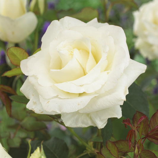 Rosier  Annapurna ® - Bakker