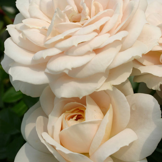 Rosier  Lions-Rose ® - Bakker