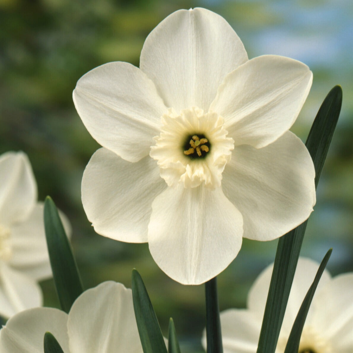 5 Mini-narcisses Princess Zaide - Bakker