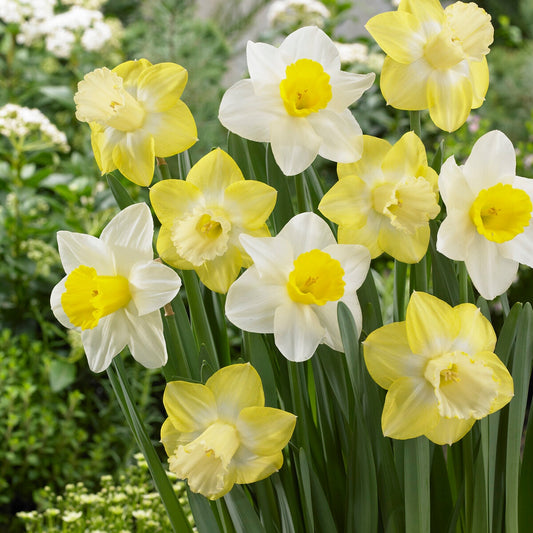 5 Narcisses à grande couronne Mainstreet - Bakker