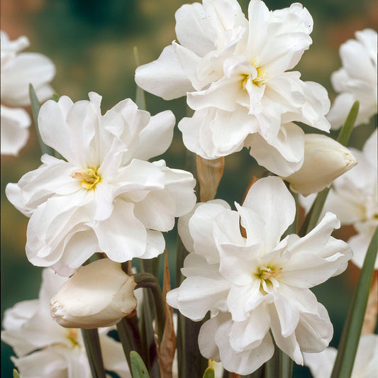 10 Narcisses Albus plenus - Bakker