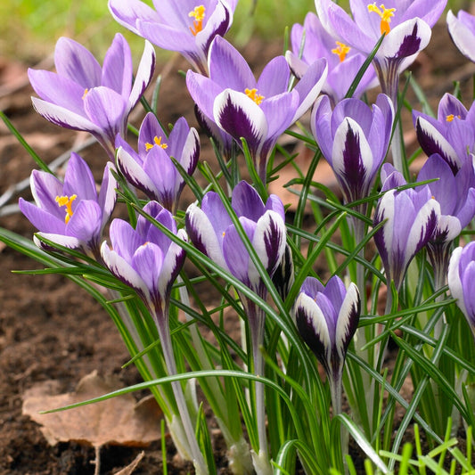 10 Crocus Spring Beauty - Bakker