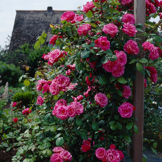 Rosier grimpant rose - Bakker.com | France