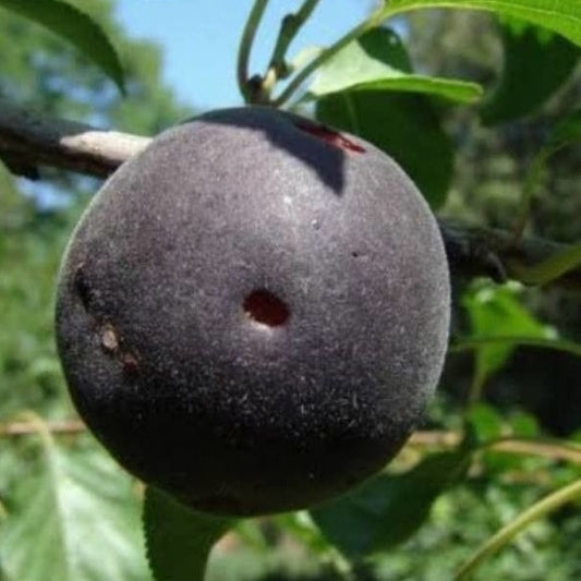 Bakker - Abricot noir Biricoccolo - Prunus × dasycarpa - Fruitiers
