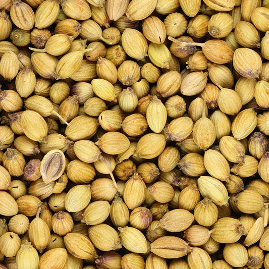 Coriandre a graine fine lente à monter - Bakker