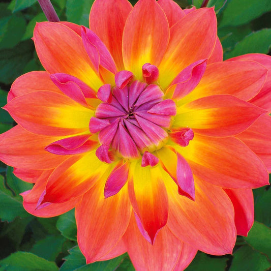 3 Dahlias décoratifs Tricolore - Bakker