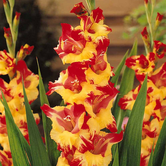 25 Glaïeuls Extravert - Bakker