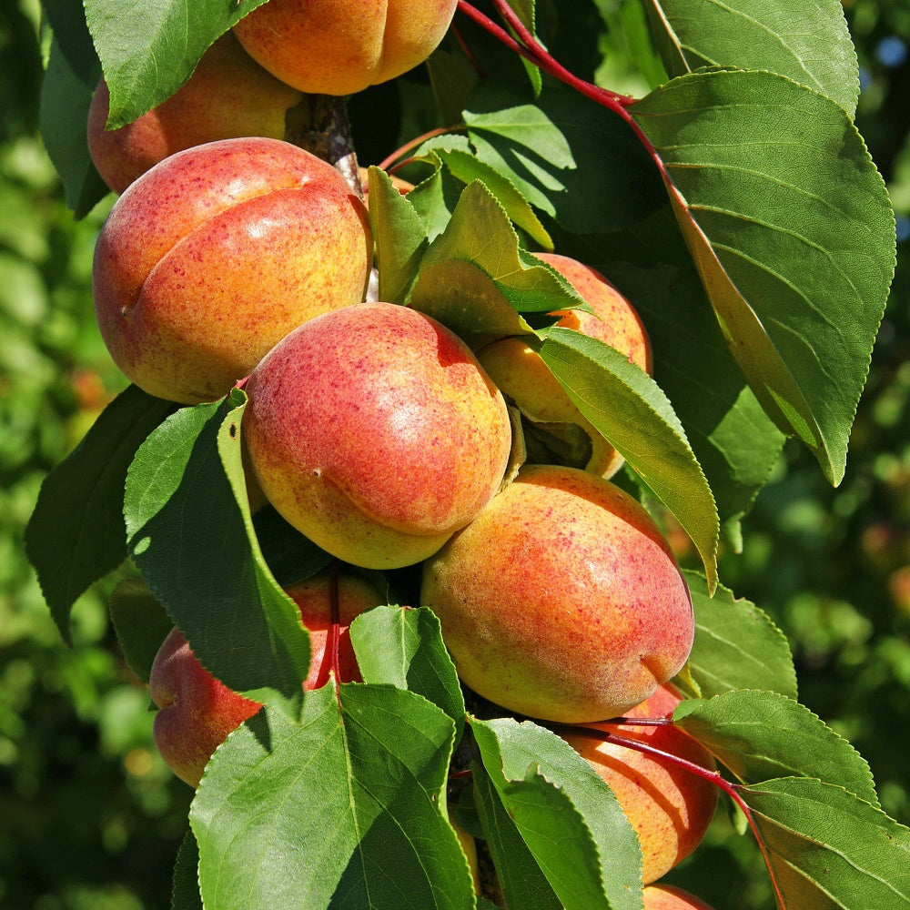 Abricotier Polonais - Bakker