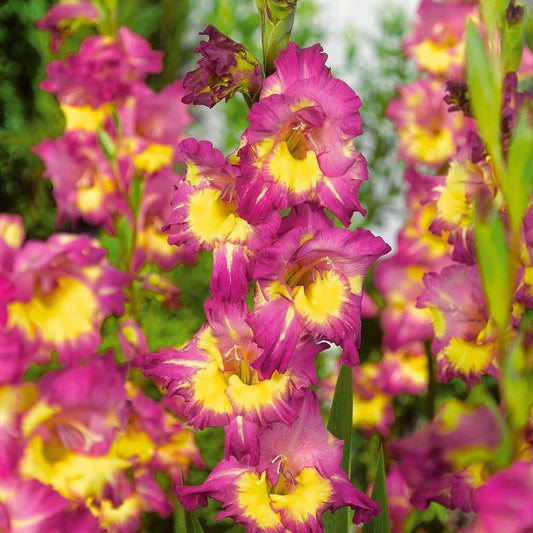 25 Glaïeuls Farwest - Bakker
