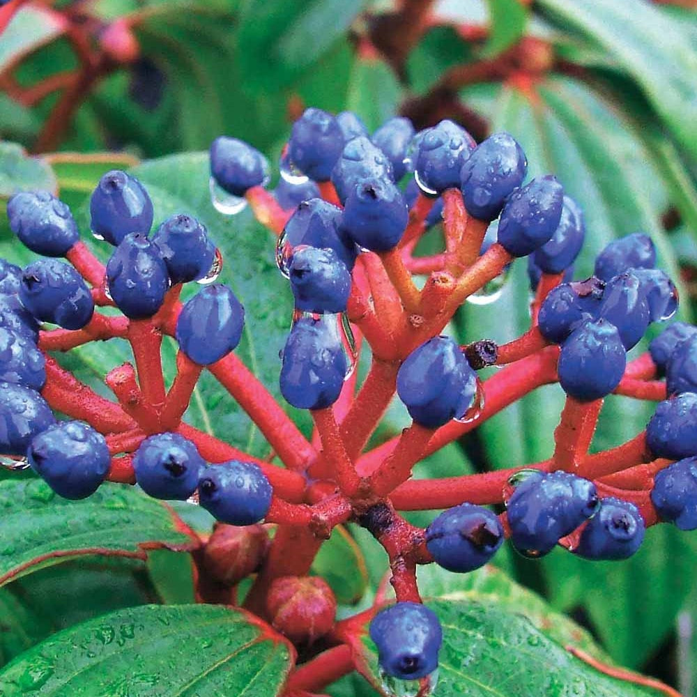 Viburnum davidii - Viorne de David - Viornes