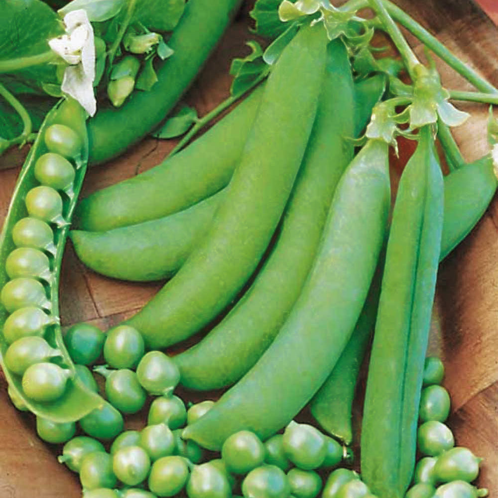 Graines de légumineuses - Pois rond nain Petit Provençal - Pisum sativum petit provençal