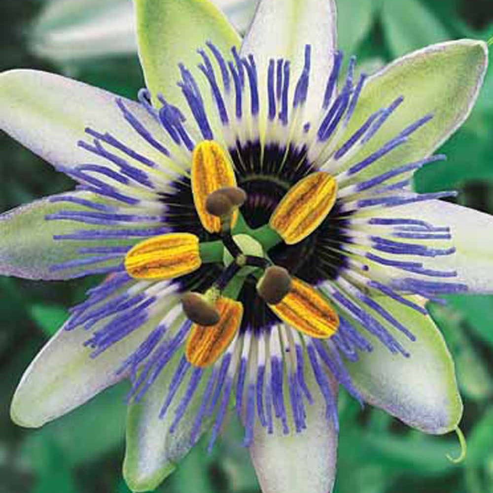 Passiflora caerulea Clear Sky - Passiflore Clear Sky - Passiflore