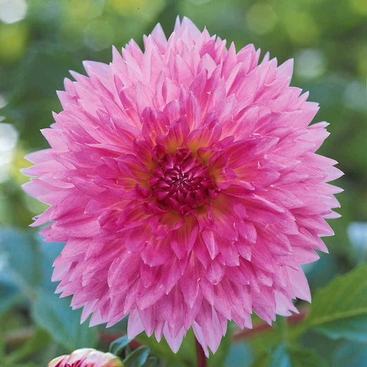 3 Dahlias décoratifs Sakura Fubuki roses - Bakker