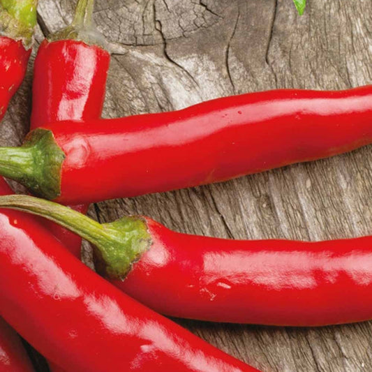 Piment Westlandse lange rode Bio - Bakker