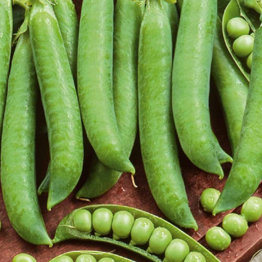 Pois à rames Mechelse Krombek Serpette - Bakker