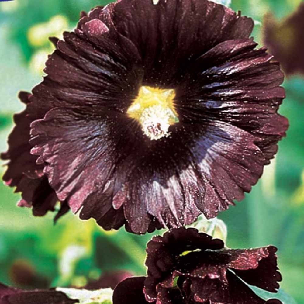 Graines de fleurs pour massifs et bordures - Rose Trémière simple noir Jet Black - Alcea rosea var. nigra