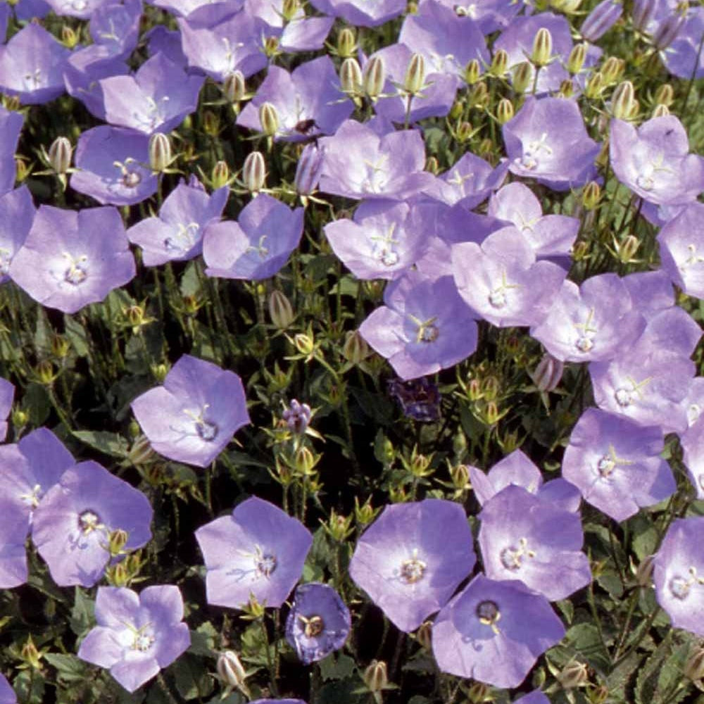 Campanula carpatica - Campanule bleue des monts Carpathes vivace - Campanules