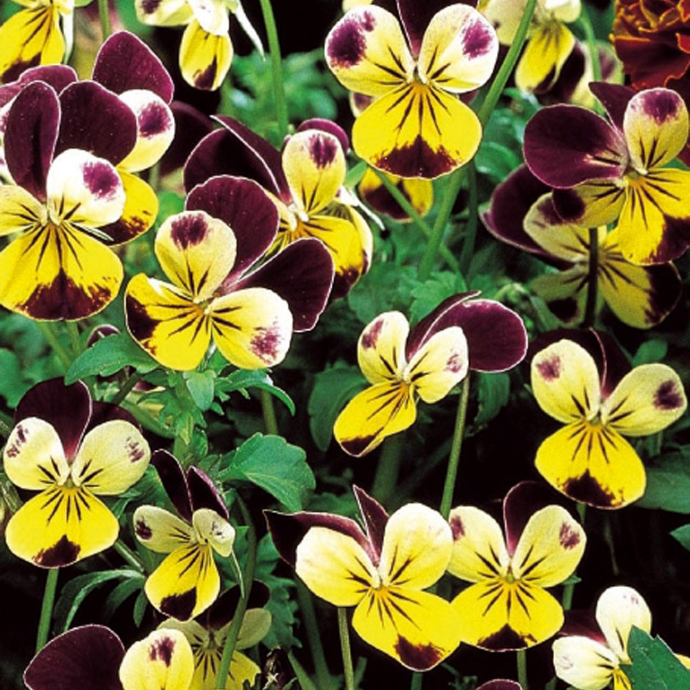 Violette cornue Helen Mount - Pensée - Viola cornuta helen mount - Bakker