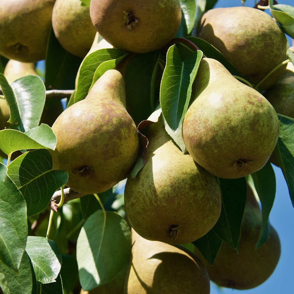 Pyrus communis abate fetel - Poirier Abate Fetel - Poiriers