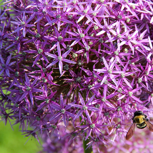 10 Alliums Christophii - Bakker
