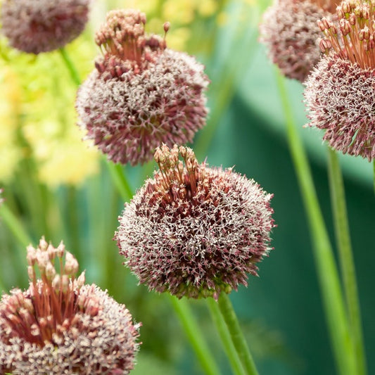 2 Alliums Forelock - Bakker