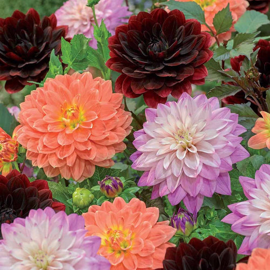 Dahlias en mélange - Bakker.com | France