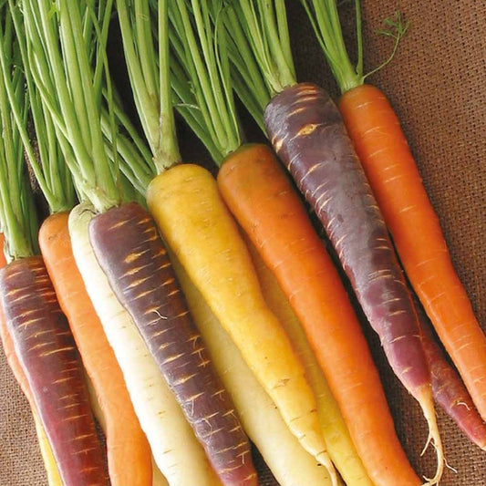 Carottes Harlekin F1 en mélange - Bakker