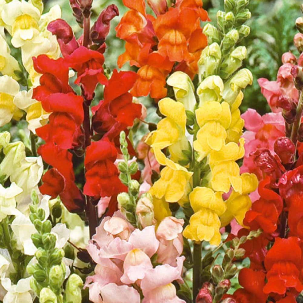 Muflier demi-naine Rainbow en mélange - Antirrhinum majus nanum - Bakker