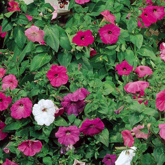 Pétunias à fleurs Balcony en mélange - Bakker.com | France