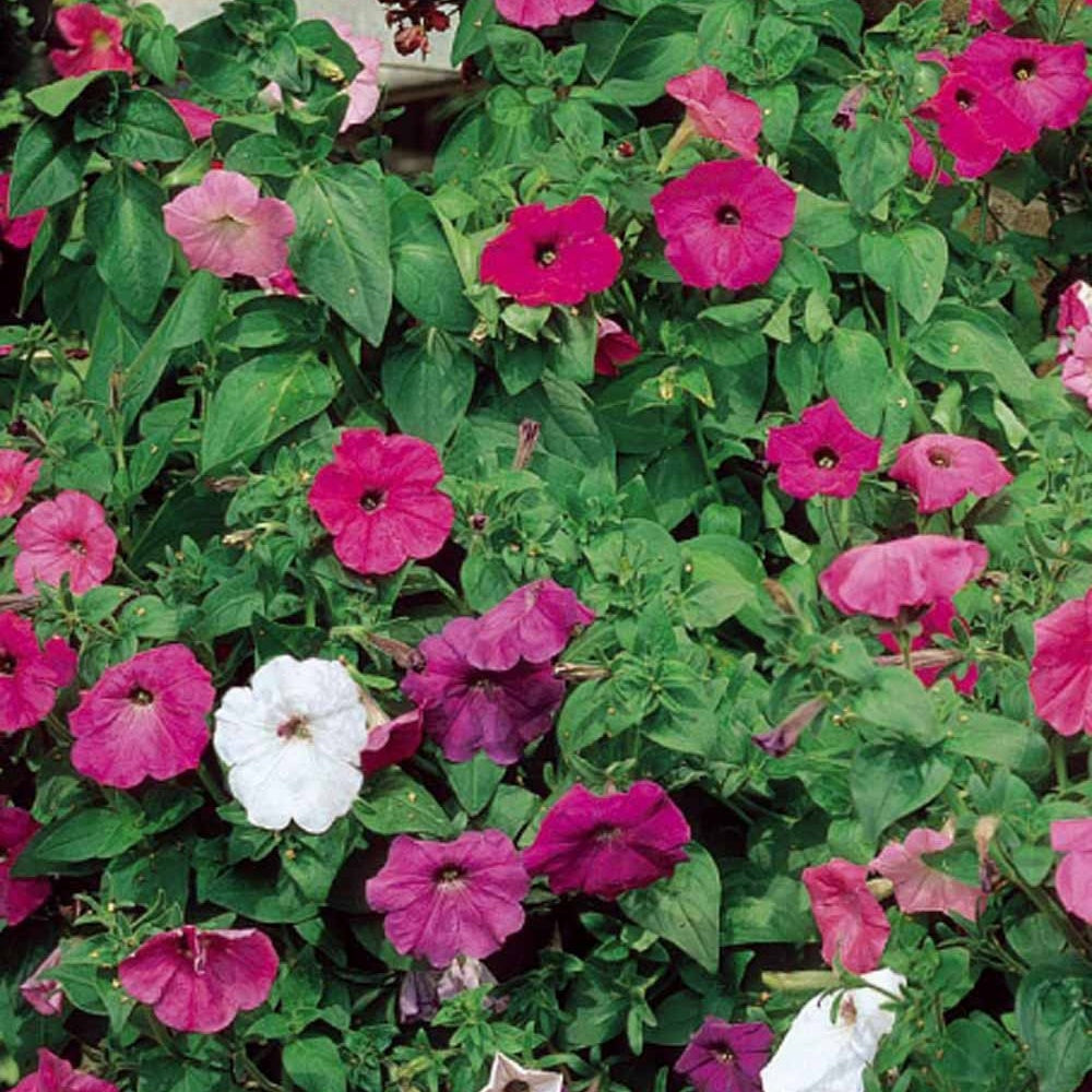 Pétunias à fleurs Balcony en mélange - Bakker
