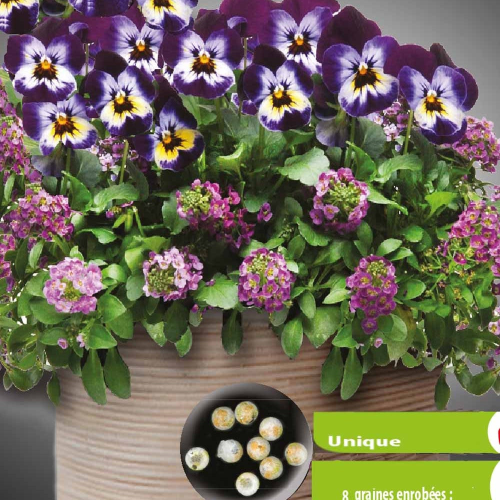 Pensées et Lobularia Wine Cooler en mélange - Bakker